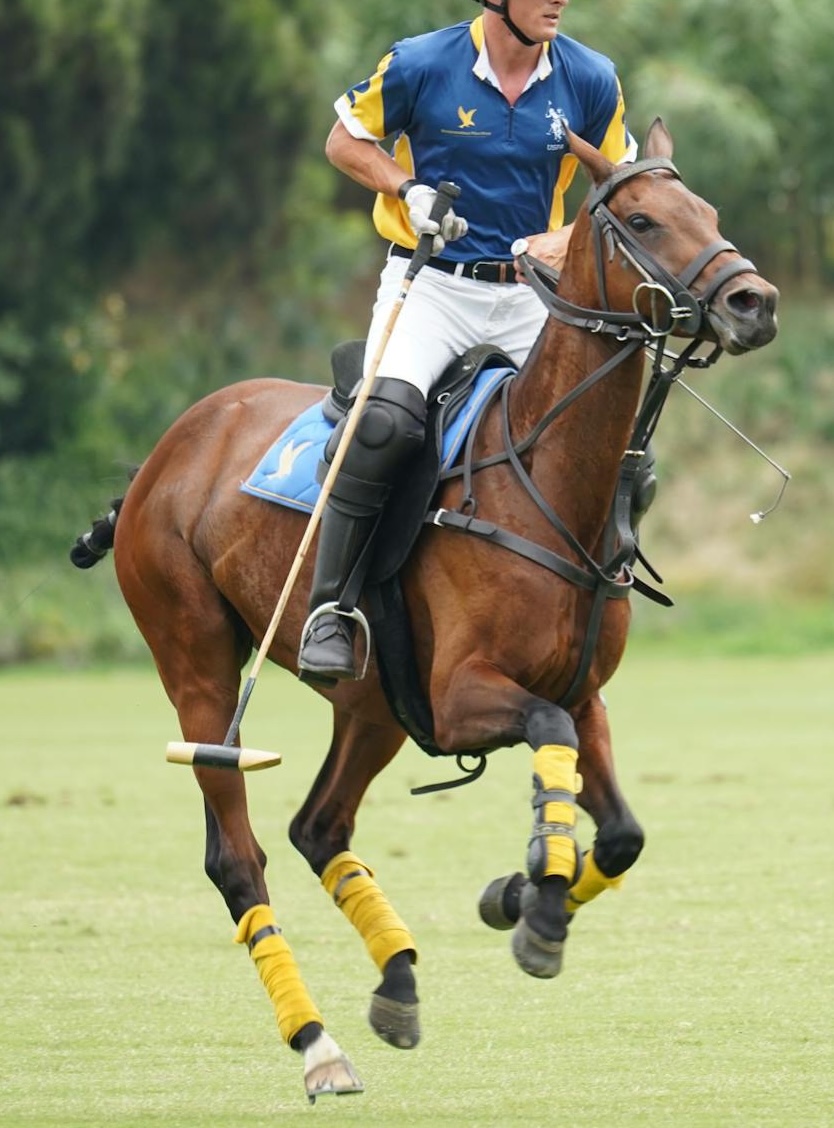A polo pony at Yellowstone Polo Club